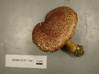Tricholomopsis rutilans image