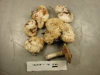 Entoloma abortivum image