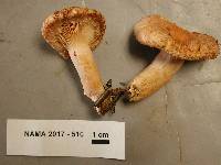 Lactarius torminosus image