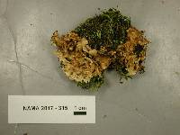 Stereum gausapatum image