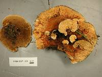 Hydnellum aurantiacum image