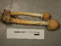 Lepiota clypeolaria image