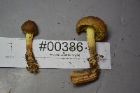 Cortinarius croceus image