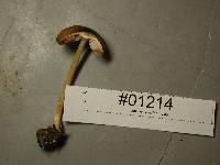 Thumbnail image of current specimen