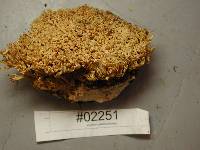 Thumbnail image of current specimen
