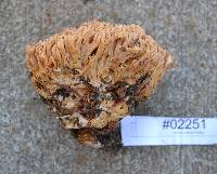 Thumbnail image of current specimen