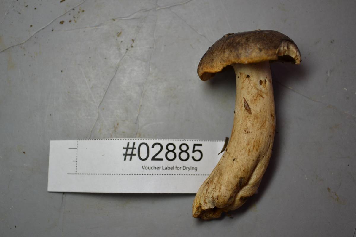 Lactarius kauffmanii image