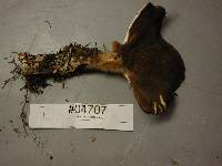 Jahnoporus hirtus image