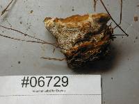 Onnia tomentosa image