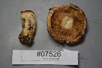 Lactarius pallescens image