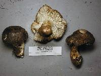Tricholoma atrosquamosum image