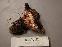 Hydnellum peckii image