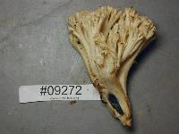 Ramaria velocimutans image