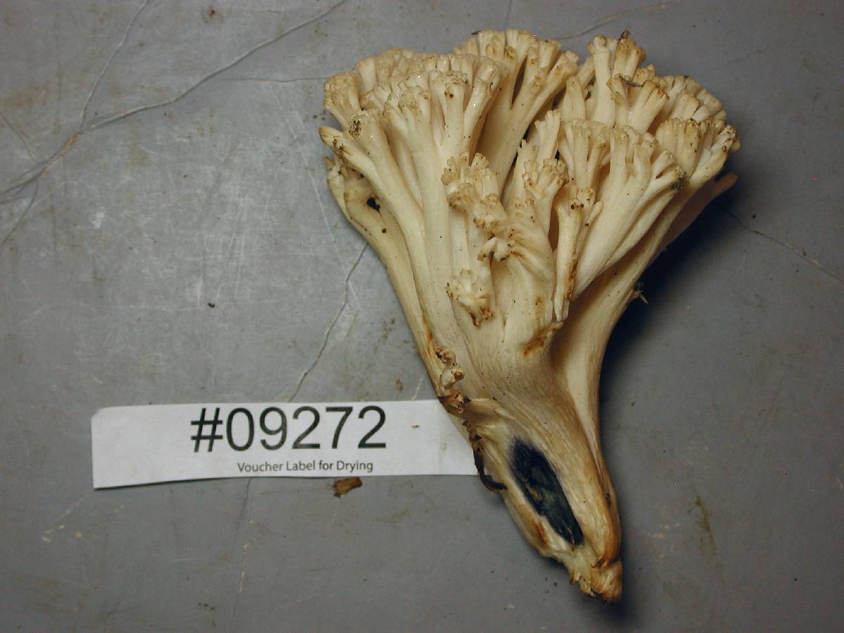 Ramaria velocimutans image