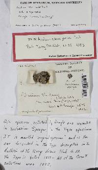 Image Associated With the Occurrence