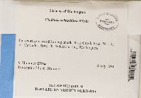 Cladonia ochrochlora image