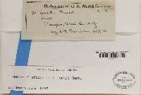 Thumbnail image of current specimen