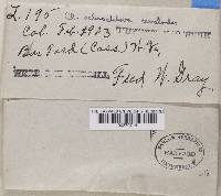 Cladonia ochrochlora image