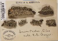 Cladonia parasitica image