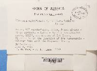 Thumbnail image of current specimen