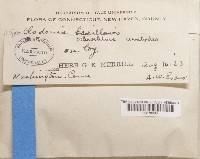 Cladonia ochrochlora image