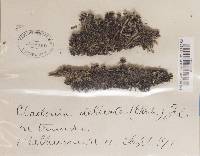 Cladonia parasitica image