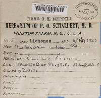 Cladonia ochrochlora image