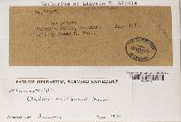 Thumbnail image of current specimen