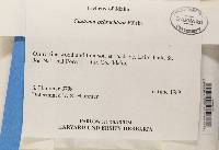 Cladonia ochrochlora image