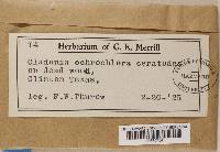 Cladonia ochrochlora image