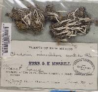 Cladonia ochrochlora image