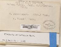 Thumbnail image of current specimen