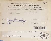 Cladonia ochrochlora image