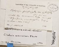 Cladonia ochrochlora image