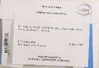 Cladonia ochrochlora image