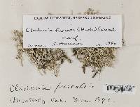 Cladonia furcata image