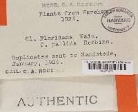 Thumbnail image of current specimen