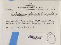 Cladonia furcata image