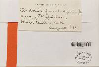 Cladonia furcata image