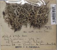 Cladonia furcata image