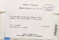 Cladonia furcata image