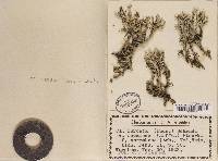 Cladonia furcata image