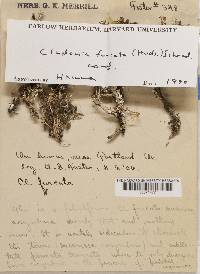 Cladonia furcata image