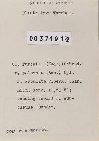 Cladonia furcata image