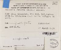 Cladonia furcata image