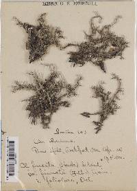 Cladonia furcata image