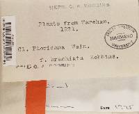 Thumbnail image of current specimen