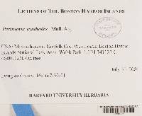 Pertusaria xanthodes image