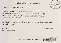 Cladonia ramulosa image