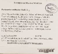 Pertusaria xanthodes image